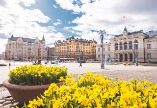 Yellow narcissus in city centre of Tampere, houses around the Town Square and clear blue sky.