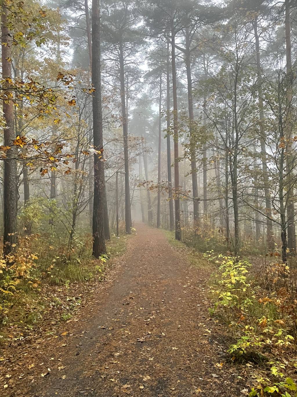 Syksyinen metsäpolku