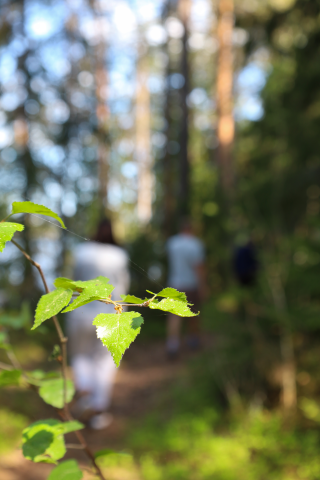 Koivun lehtiä auringossa