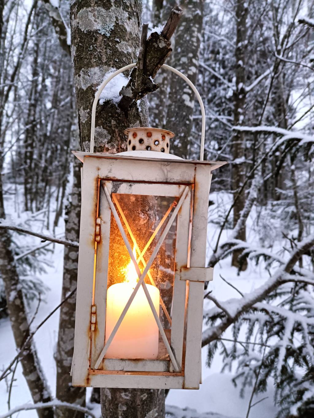Lyhty roikuu koivussa