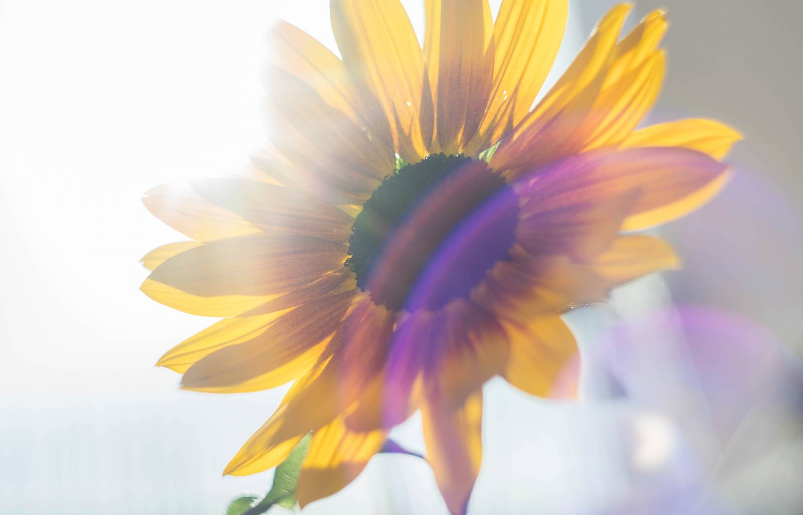 Kuvituskuva aringonkukasta.