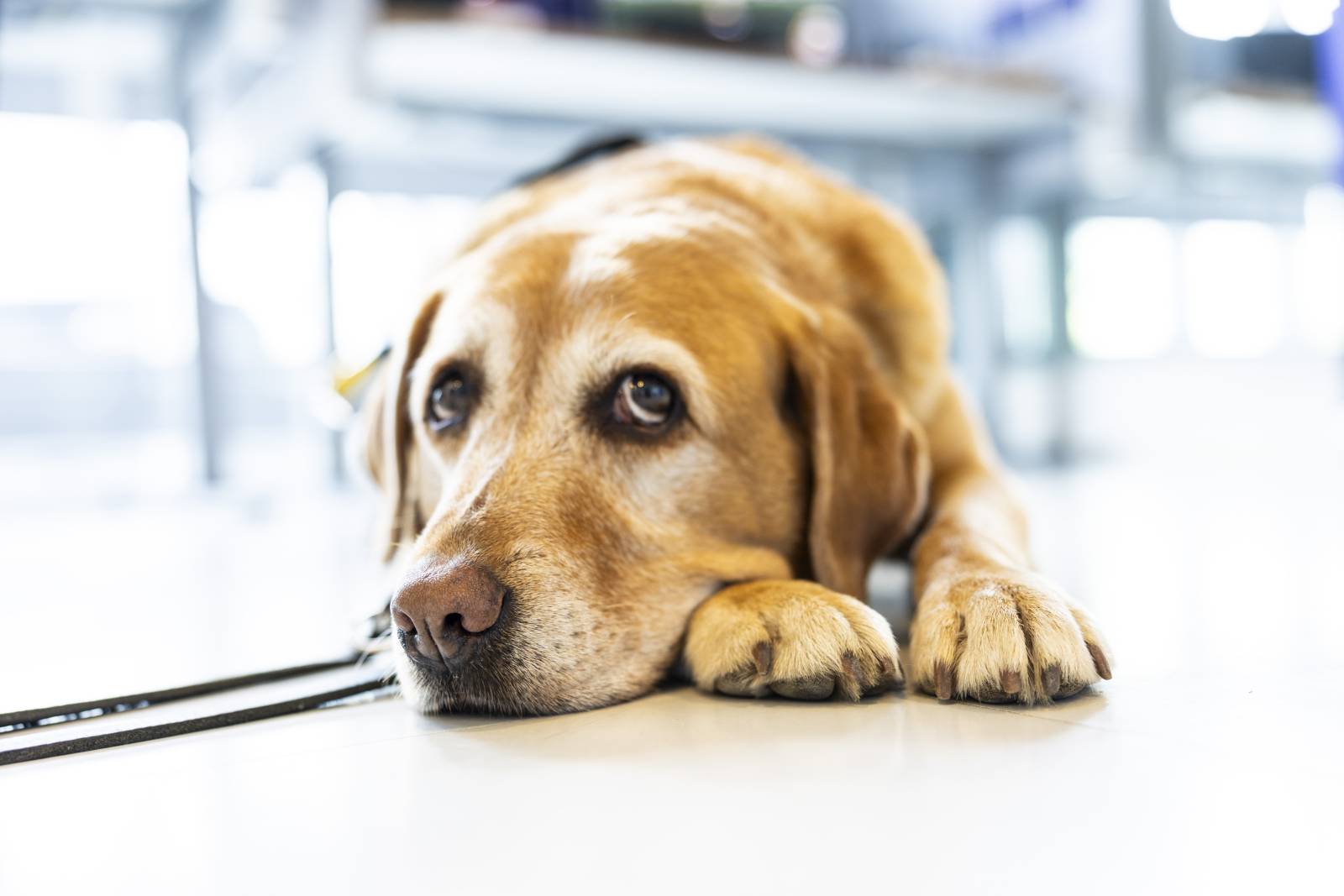 Vaaleanruskea opaskoira makaa, kuva otettu edestäpäin.