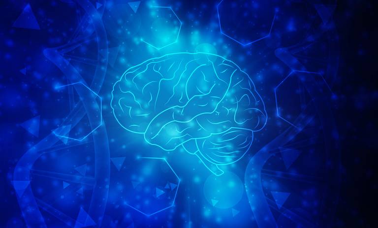 Ihmisaivot 2d-kuvituksena.