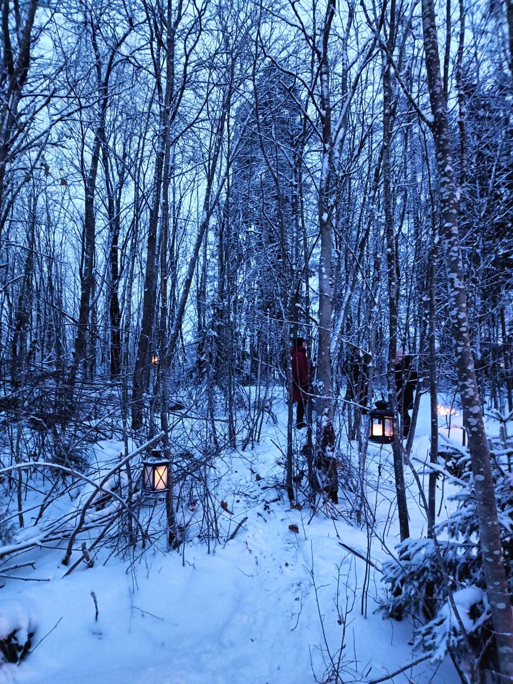 Lyhtypolku johdattaa talviseen metsään