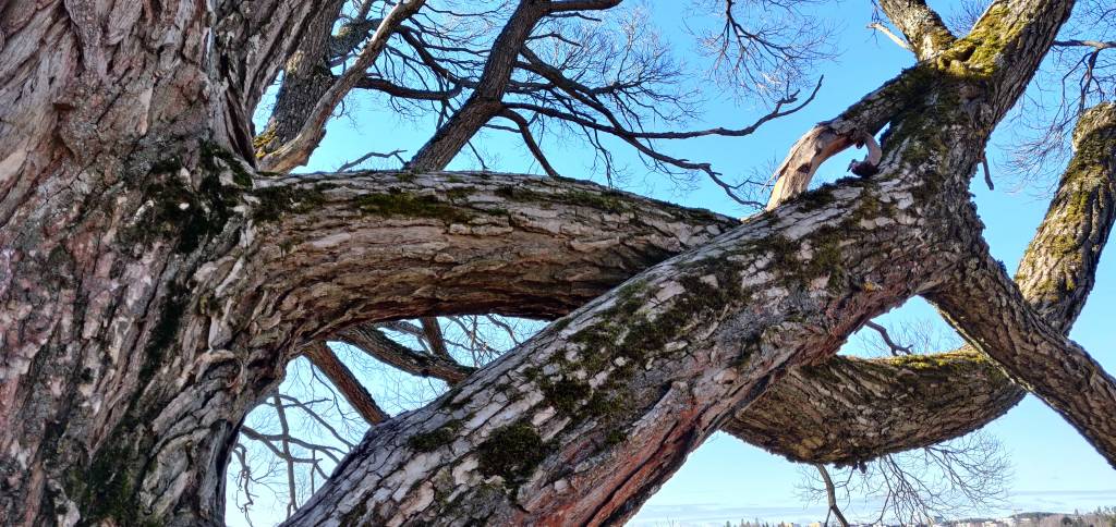 Toisiinsa kieotutuneita puunoksia - taivas taustana.