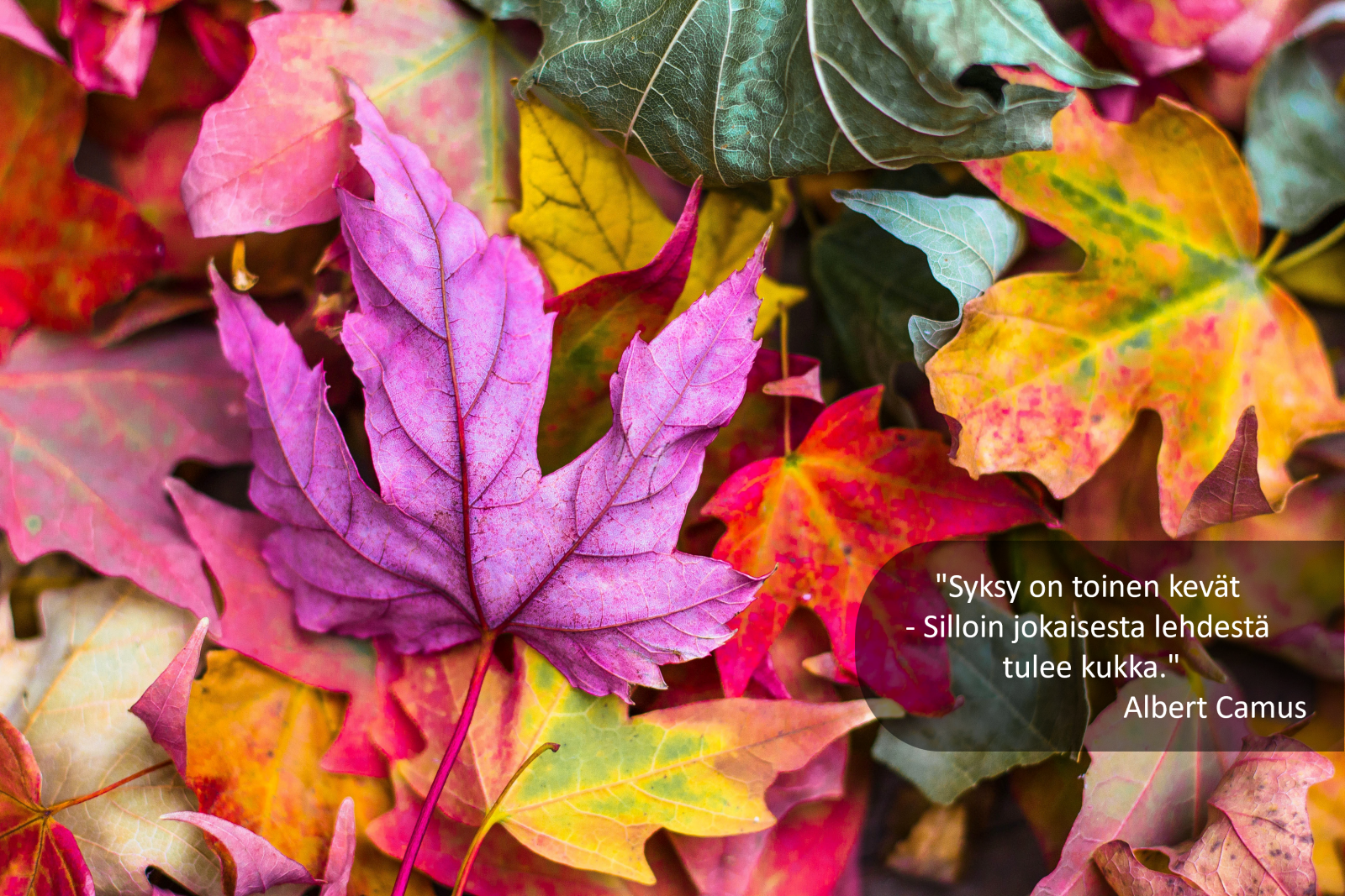 "Syksy on toinen kevät - Silloin jokaisesta lehdestä tulee kukka." Albert Camus