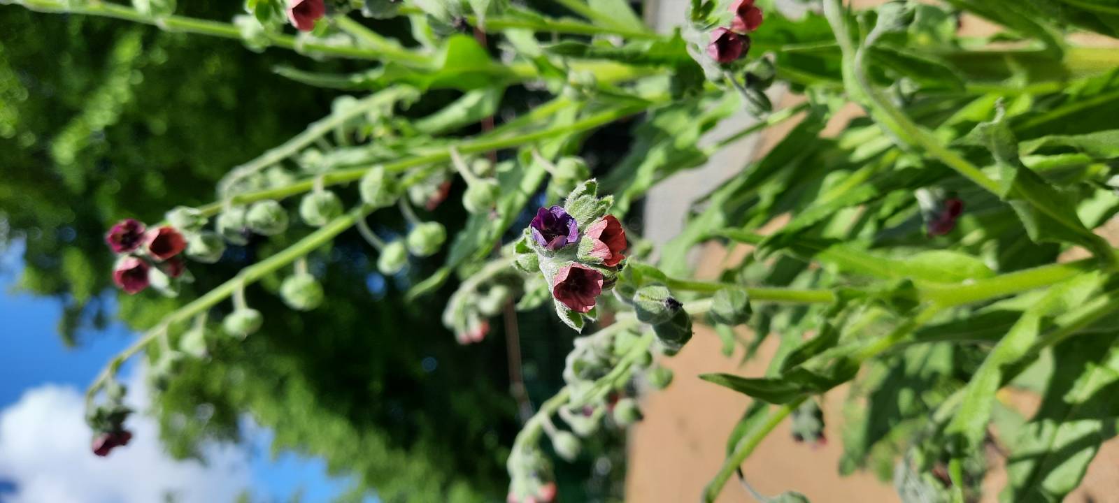 Cynoglossum officinale in bloom.