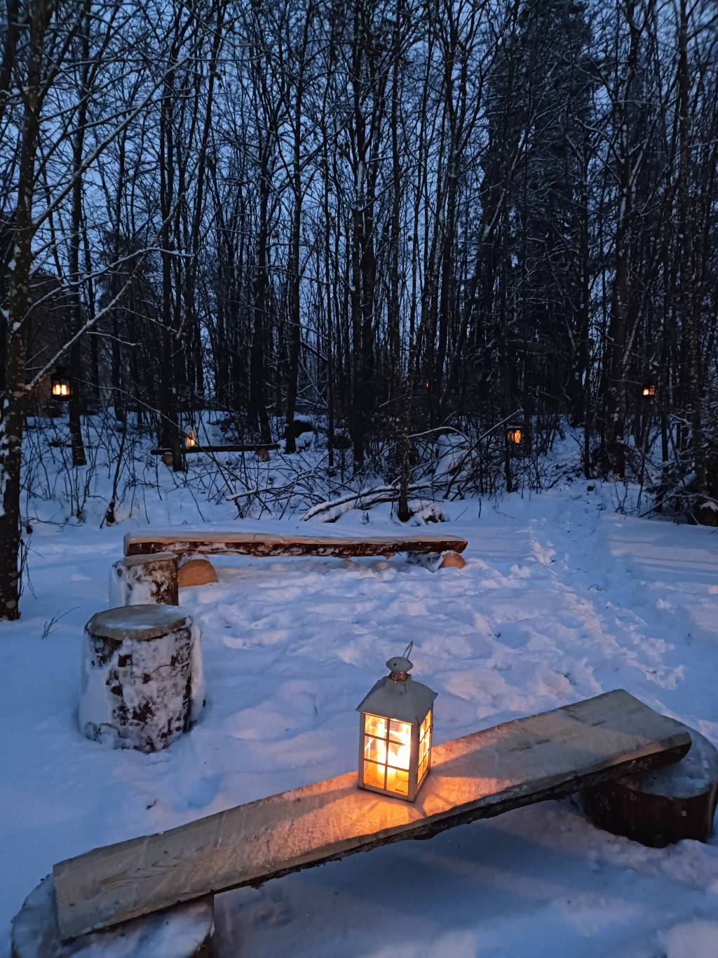 Lyhtyjä sahatuilla penkeillä metsäalueella