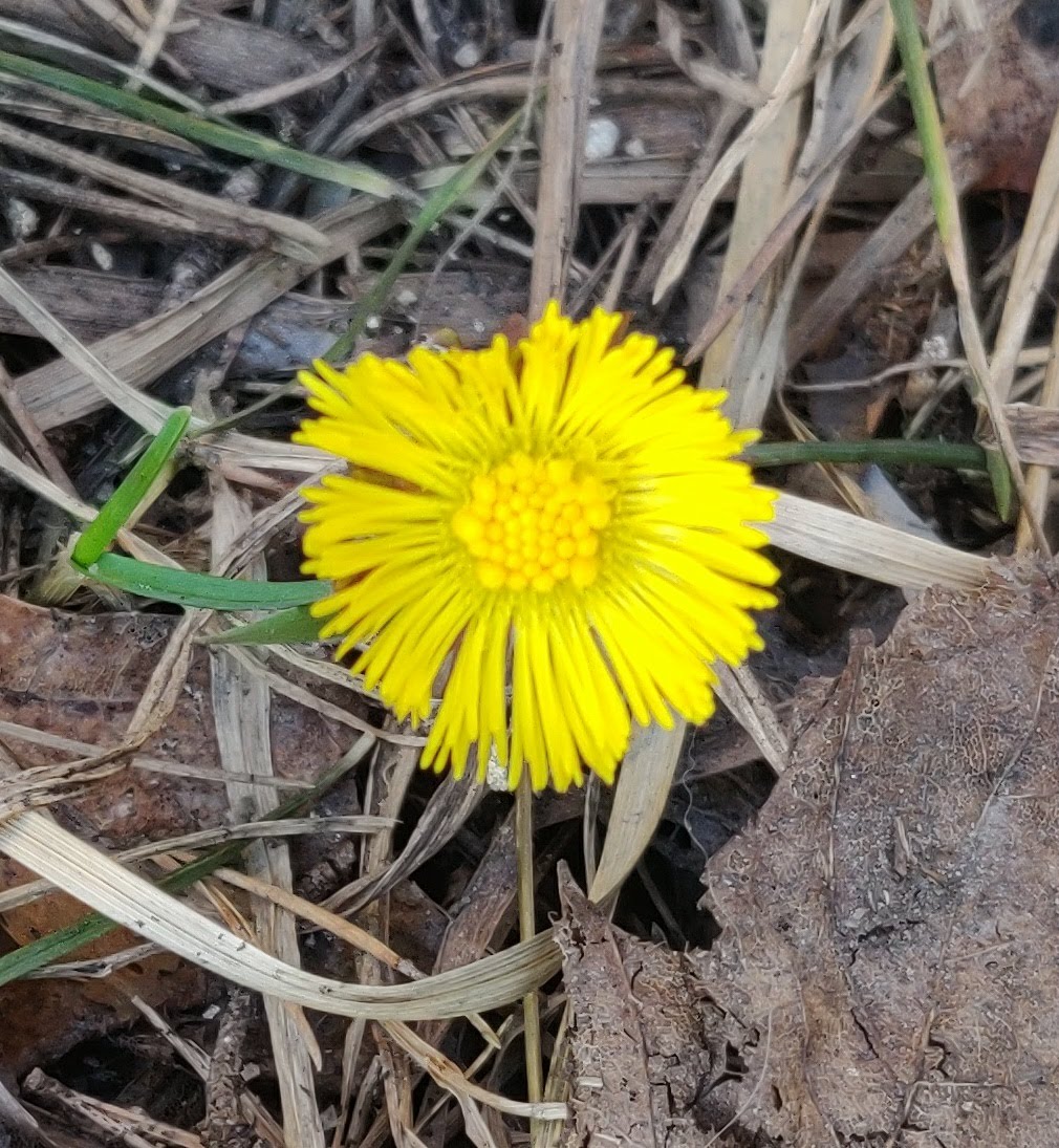 Yksi leskenlehden keltainen kukka