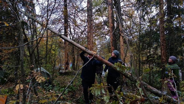 Talkoolaisia ihmettelemässä puoliksi kaatunutta männyn runkoa