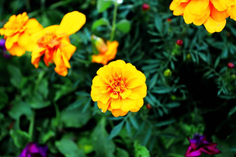 Keltainen samettikukka