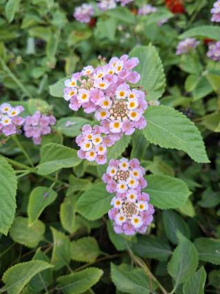 Isophos flower