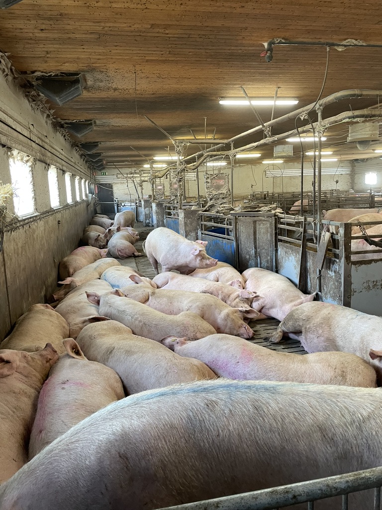 Overview of sows.