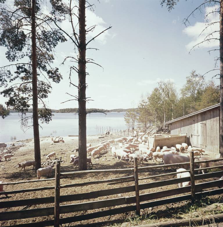 Sikoja aitauksessa Puumalassa, Kyytinen, Pekka, kuvaaja 1955–1974