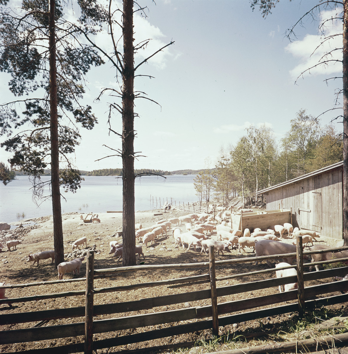 Sikoja aitauksessa Puumalassa, Kyytinen, Pekka, kuvaaja 1955–1974