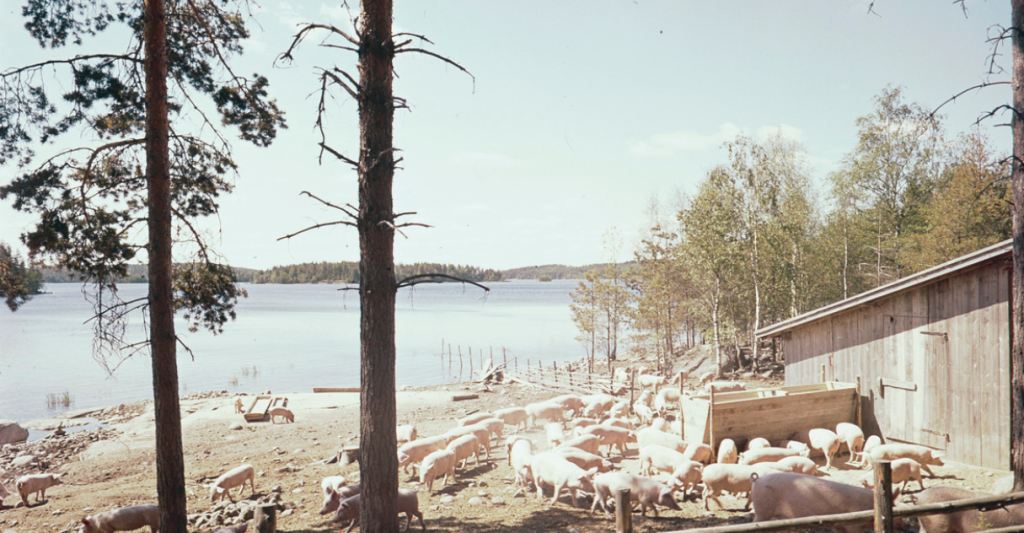 Sikoja aitauksessa Puumalassa, Kyytinen, Pekka, kuvaaja 1955–1974Kyytinen, P. Pigs in a pen in Puumala. National Board of Antiquities, CC BY 4.0.