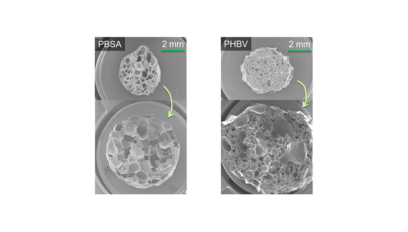 Figure 1. The expansion of PBSA and PHBV as seen in SEM images. The upper images represent reference materials with no chain extenders, while the lower ones contain chain extenders.