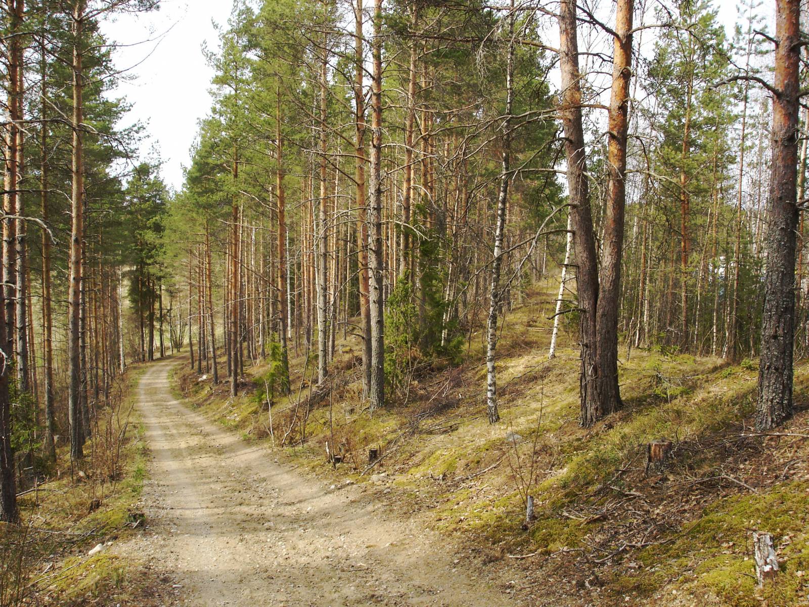 Kangasala Keisarinharju roadbeds from different periods in May 2008.