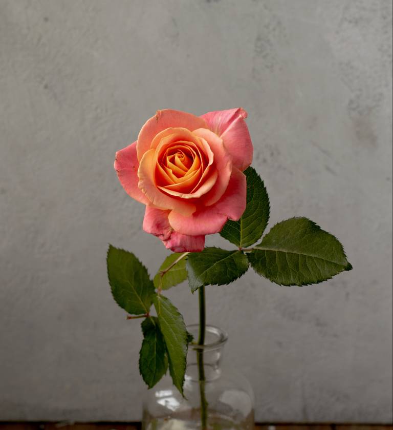 Lähikuva vaaleanpunaisesta ruususta lasipullossa
