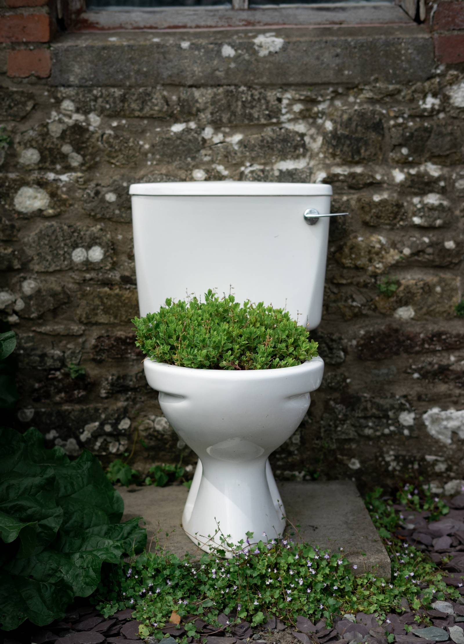 WC-pönttö ulkona kiviseinää vasten ja pöntöstä kasvaa vihreitä kasveja.