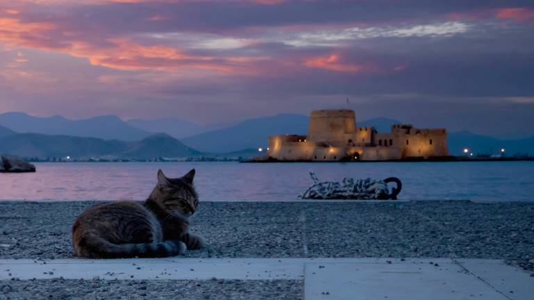 a cat is lying down on the ground in front of the Mediterranean ocean. it is evening with the sun setting. there is an old stone fort on an island in the background.